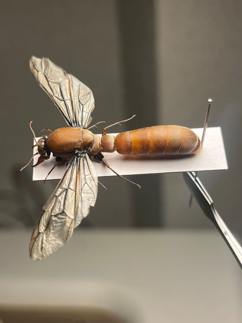 【開翅標本】サスライアリの一種 ドライバーアリ Dorylus fulvカマキリ