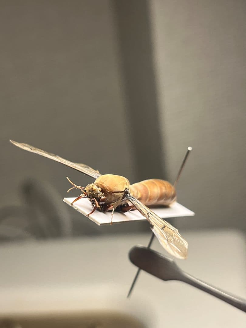 【開翅標本】サスライアリの一種 ドライバーアリ Dorylus fulvカマキリ