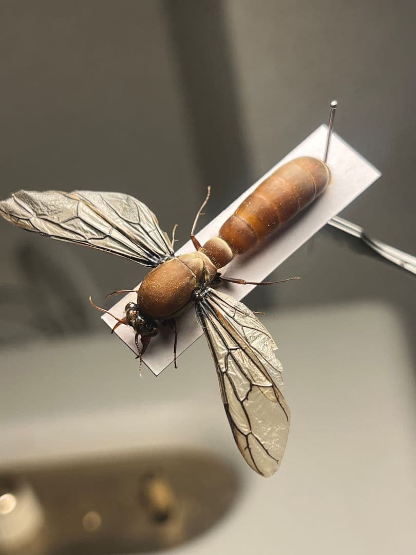 【開翅標本】サスライアリの一種 ドライバーアリ Dorylus fulvカマキリ