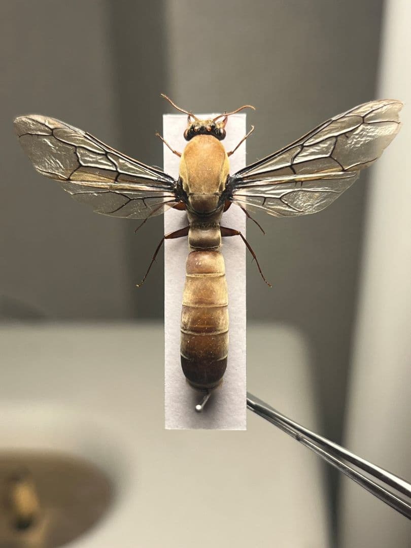 【開翅標本】サスライアリの一種 ドライバーアリ Dorylus fulvカマキリ