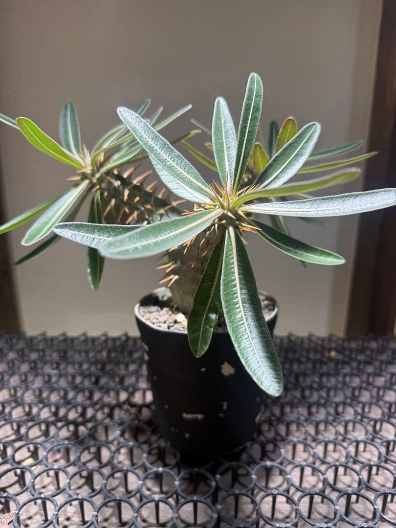 パキポディウムロスラーツム　実生　発根済み高さ26センチ