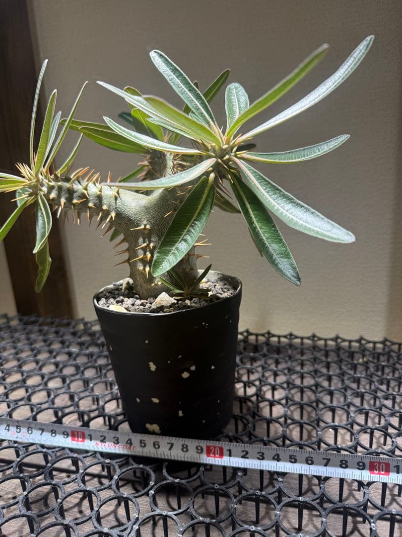 パキポディウムロスラーツム　実生　発根済み高さ26センチ