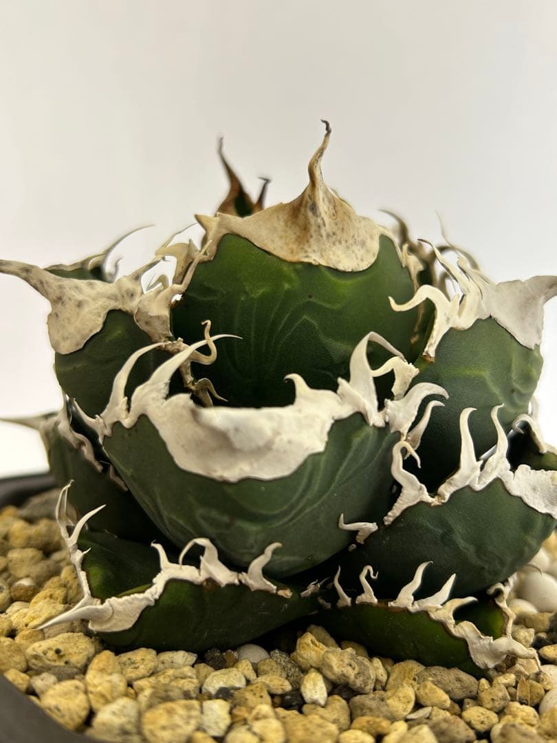 スーパーチタノタ　親株　悪魔くん　アガベ　チタノタ　オテロイ