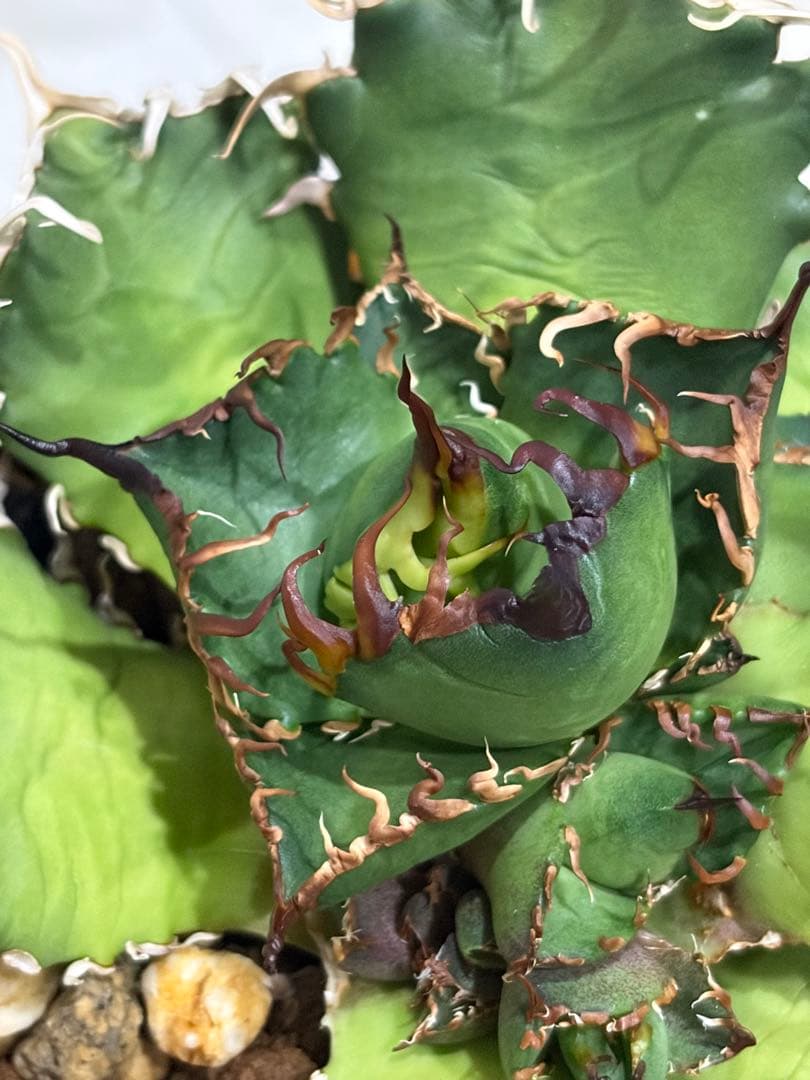 アガベ　オテロイ　実生　コレクション　唯一無二　わしゃわしゃ　オアハカ　チタノタ