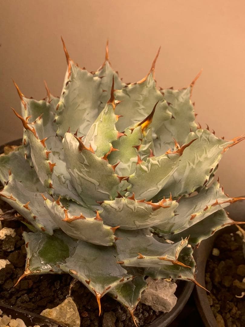 アガベ ハイブリッド　蝦蟹×血雷　親株　国内オリジナル実生株