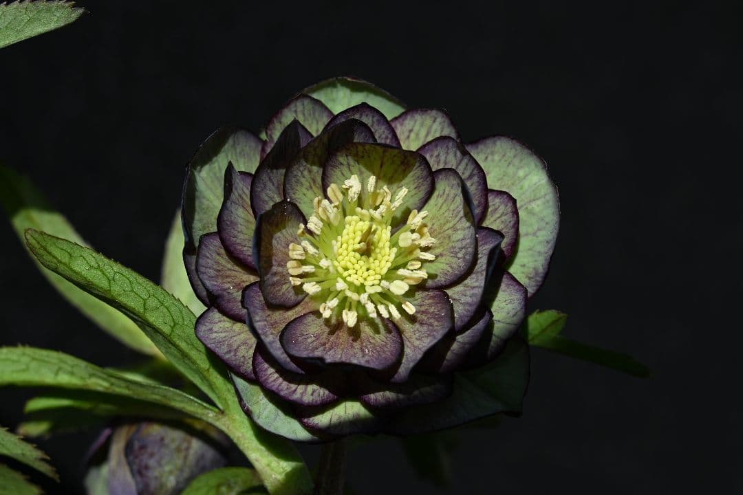 クリスマスローズ　認定Wild　Collection　加藤農園