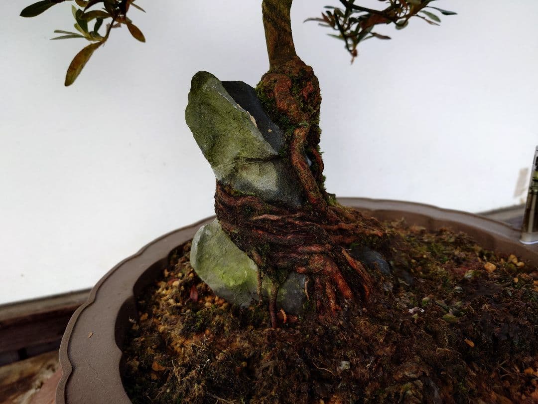 盆栽　皐月　(都牡丹)　樹高45cm