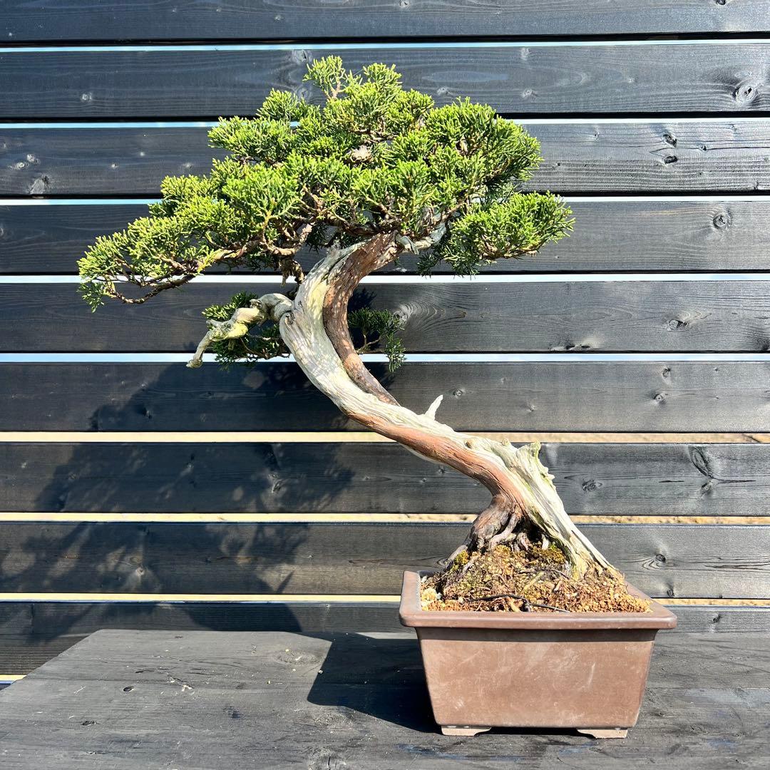 山採り 真柏 山木 捻転