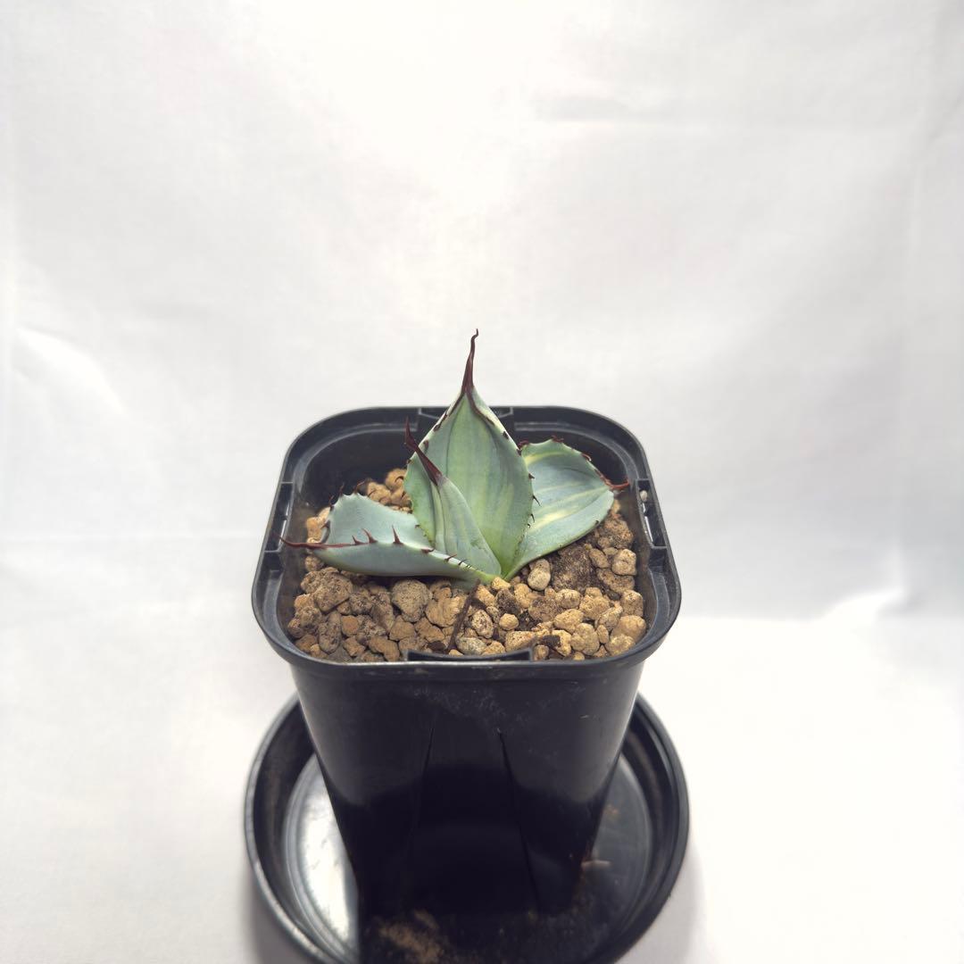 天*神様 激レア　アガベ　パリー　トランカータ　縞斑　バリエガータ　斑入り