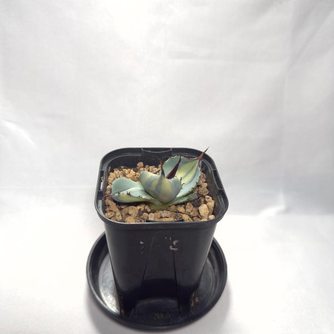 天*神様 激レア　アガベ　パリー　トランカータ　縞斑　バリエガータ　斑入り