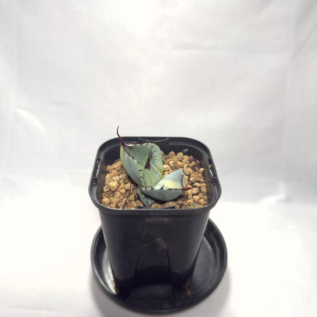 天*神様 激レア　アガベ　パリー　トランカータ　縞斑　バリエガータ　斑入り