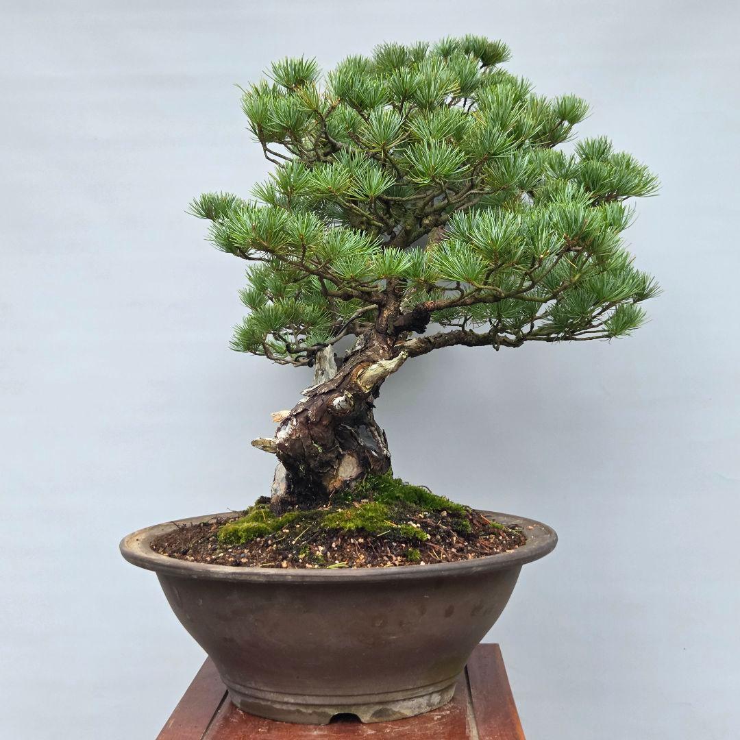 五葉松　[双幹模様木]　大品盆栽 じゃぱです。