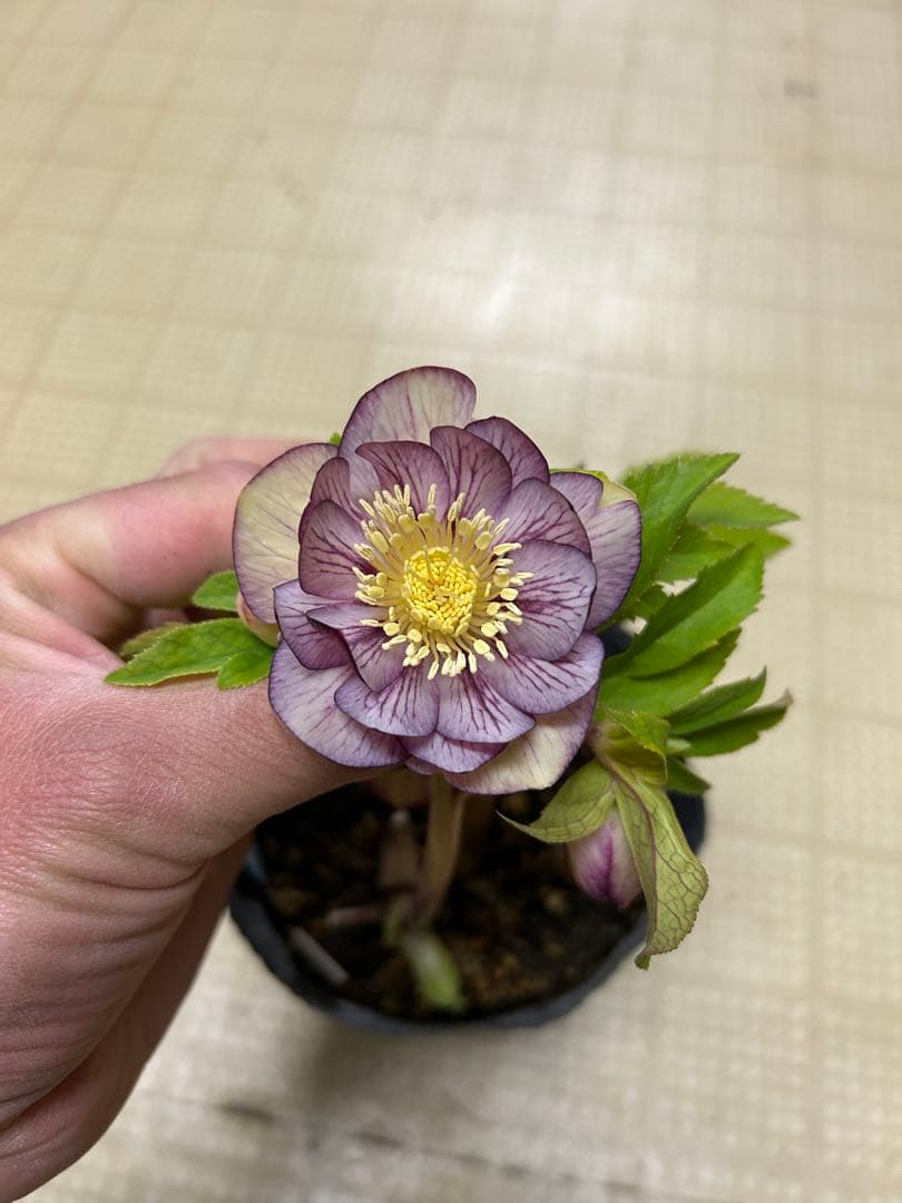 プリマヴェーラゴールド交配