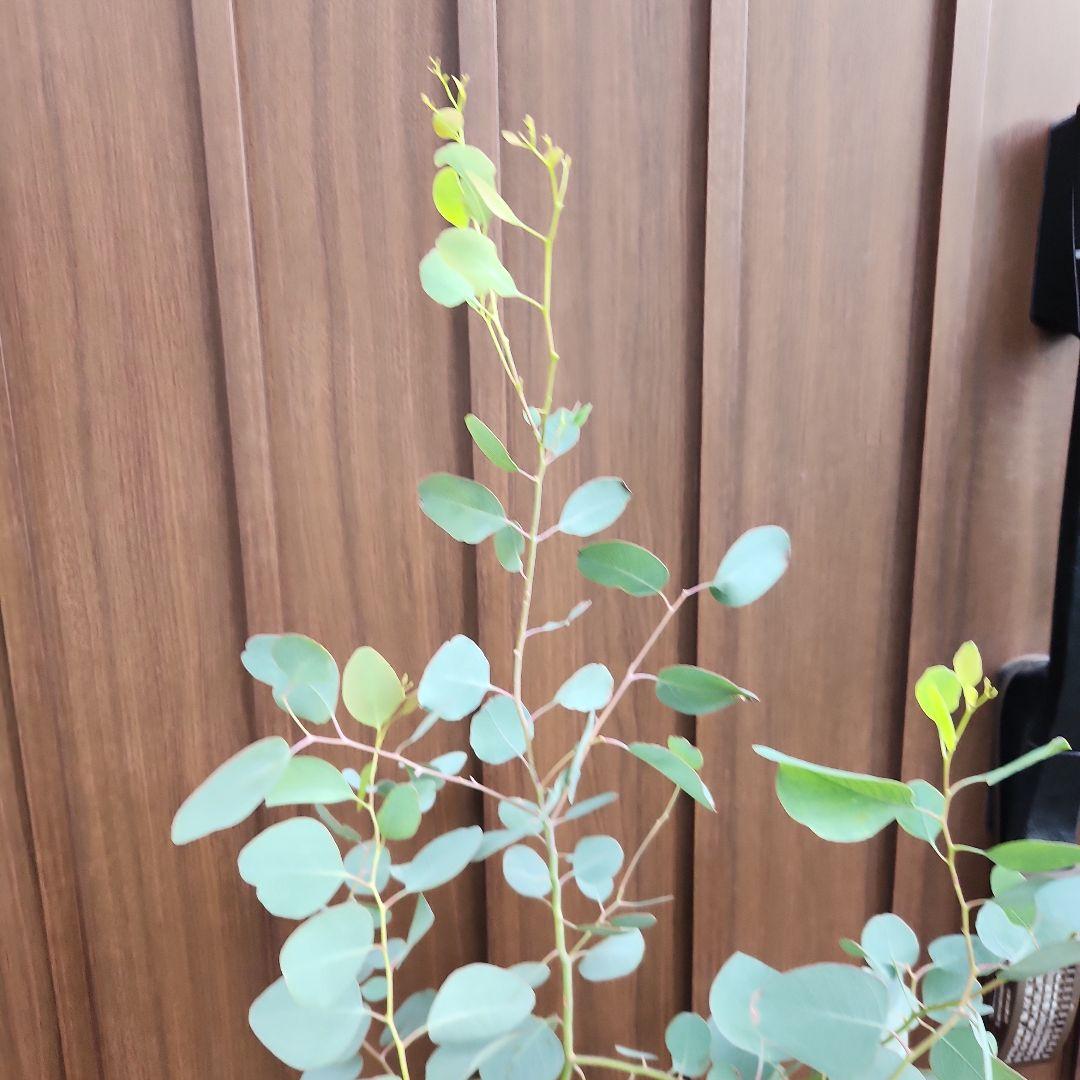 まん丸葉が可愛い❤️ユーカリ　ポポラス　テラコッタ鉢植え　苗　苗木　常緑樹