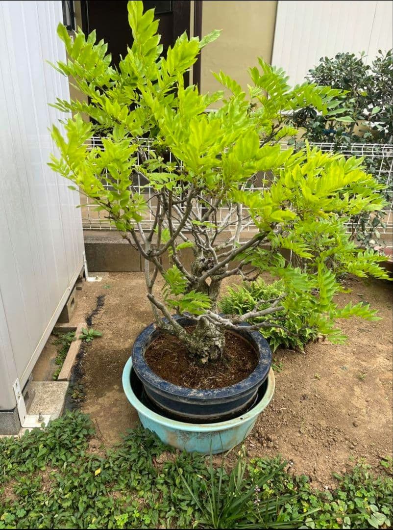 藤 樹齢３０年 盆栽 紫の藤の花