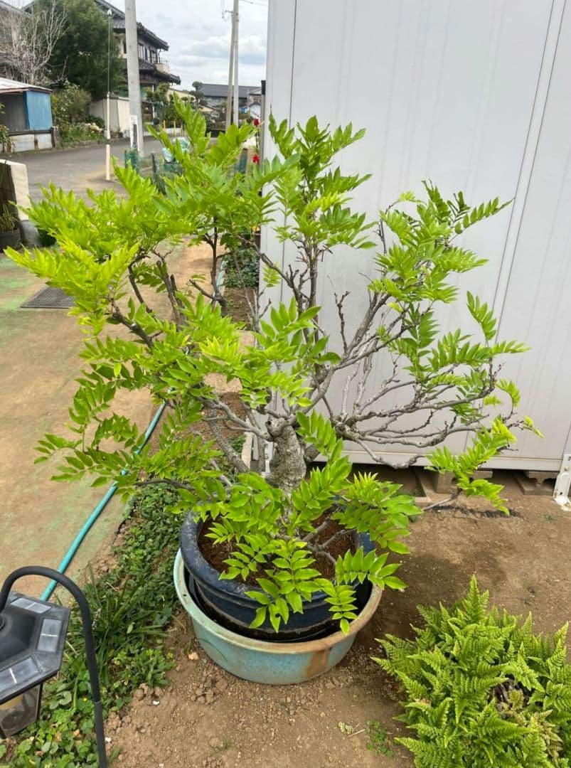 藤 樹齢３０年 盆栽 紫の藤の花