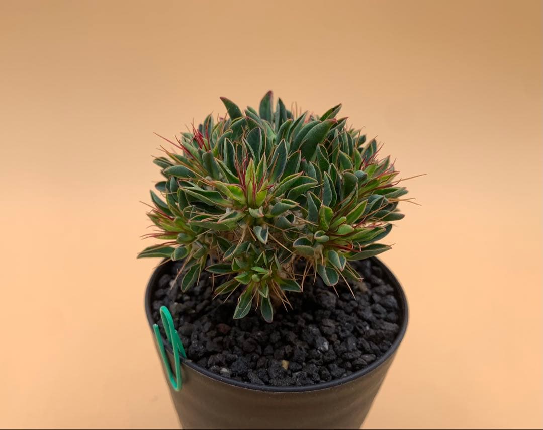 ユーフォルビア ギラウミニアナ 実生株 eg85 【鉢ごとメルカリ便】