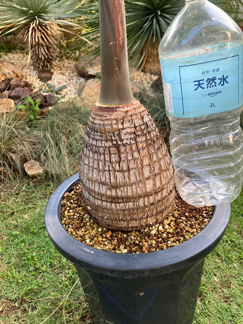 美株‼️特大‼️トックリヤシ　鉢ごと
