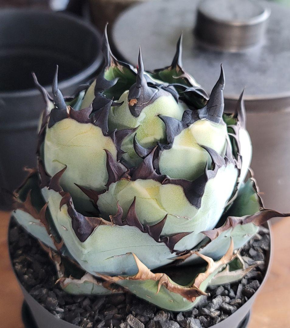 【龍皆歡さま専用】ブラック&ブルー　BB 　標本株