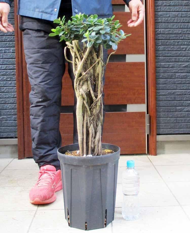 【現品】パンダガジュマル （ぱんだ・ガジュマル）（パンダ・ガジュマル）8号　HS