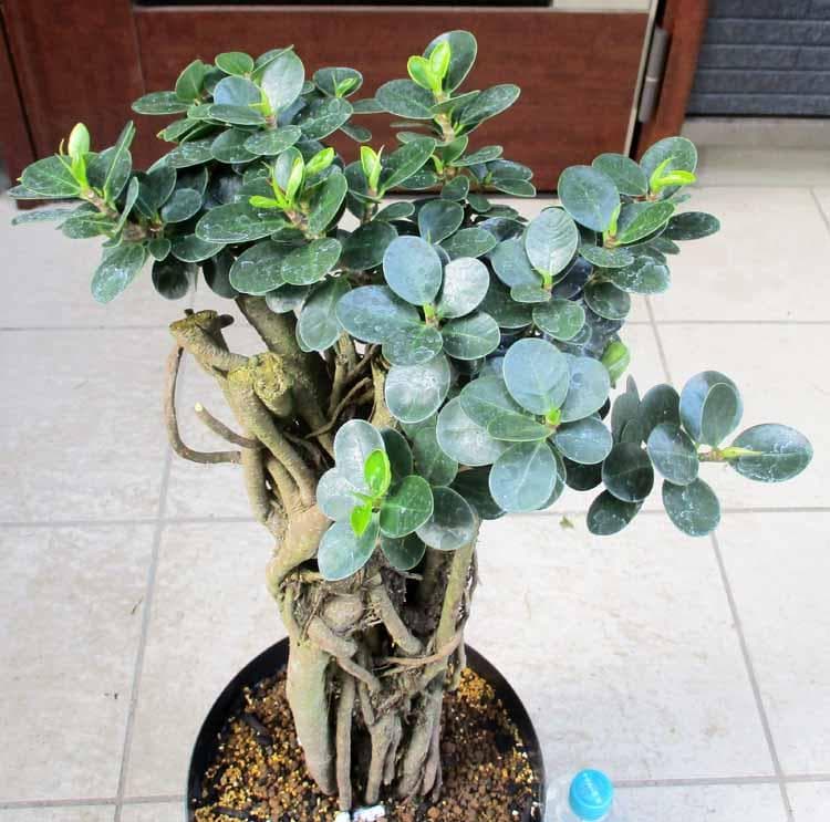 【現品】パンダガジュマル （ぱんだ・ガジュマル）（パンダ・ガジュマル）8号　HS