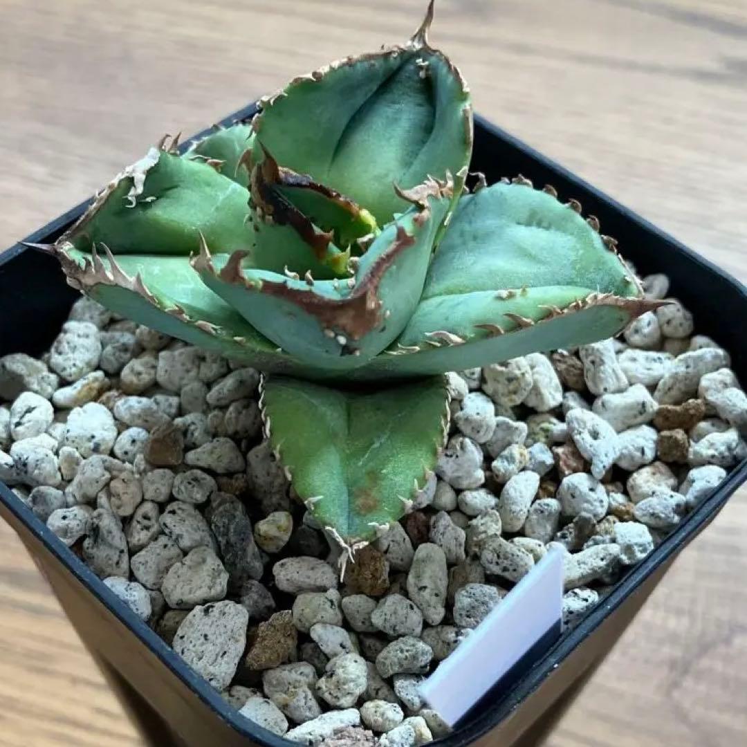 S*2様 【クリスマスオークション】④サイズ大　ぶつぶつ　アガベ　鰐亀　TC