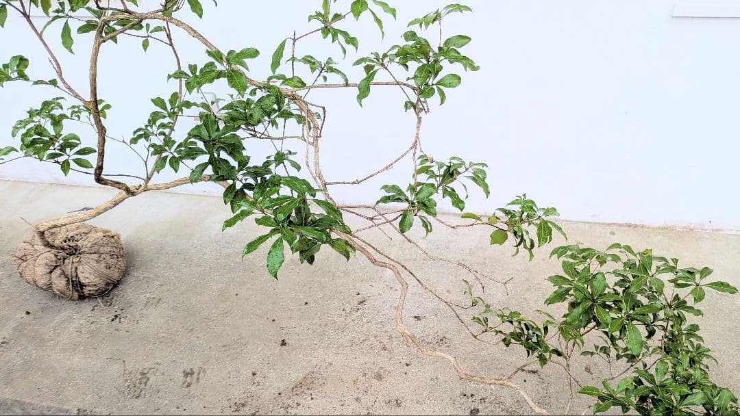 名画の如く。山採りアセビ。