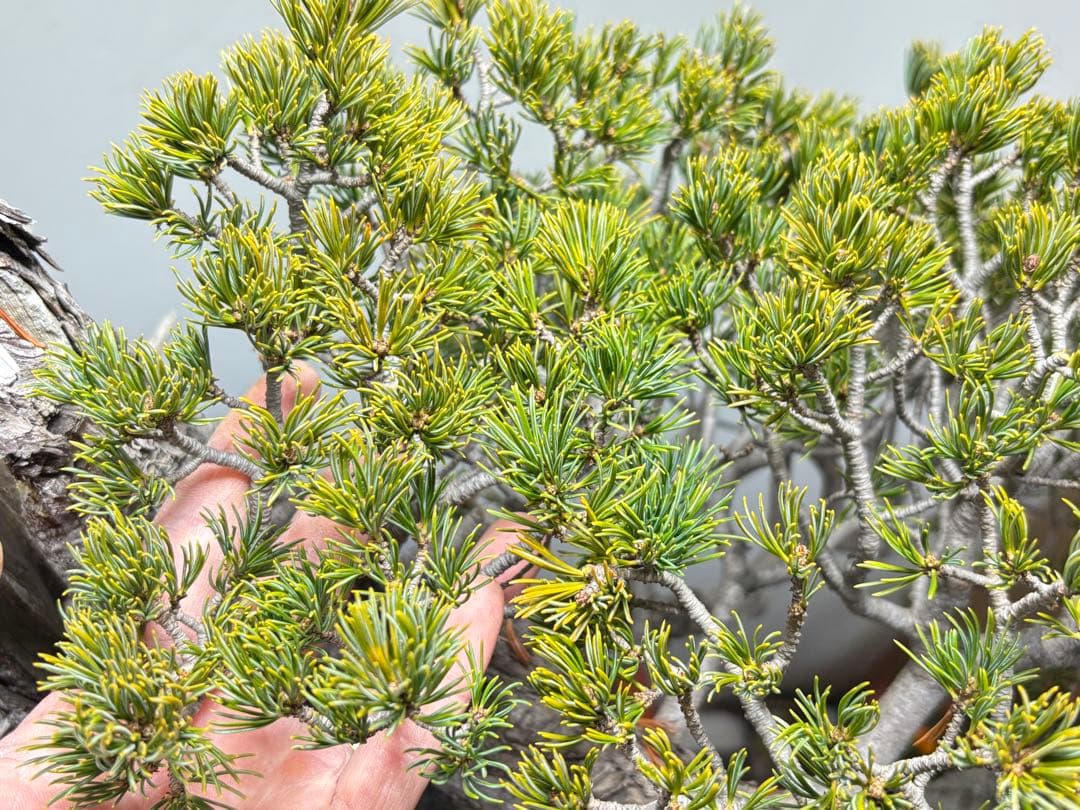 【九重】五葉松　盆栽