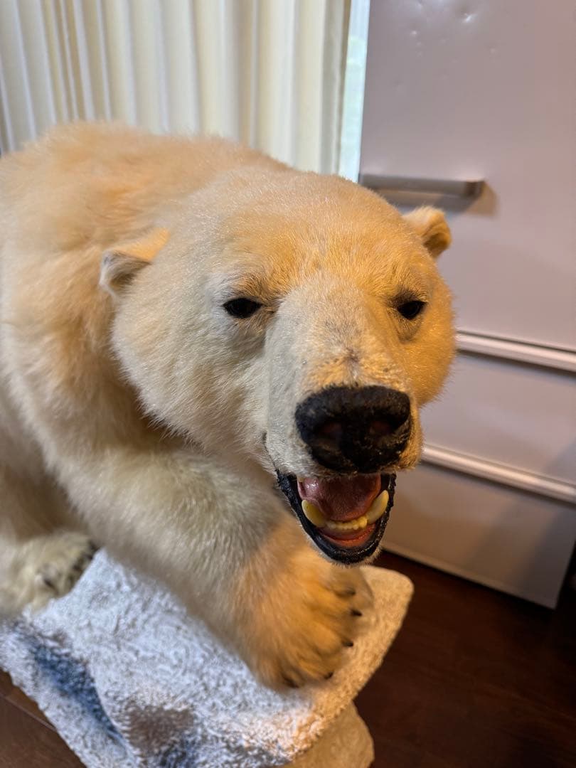 白熊剥製レプリカ