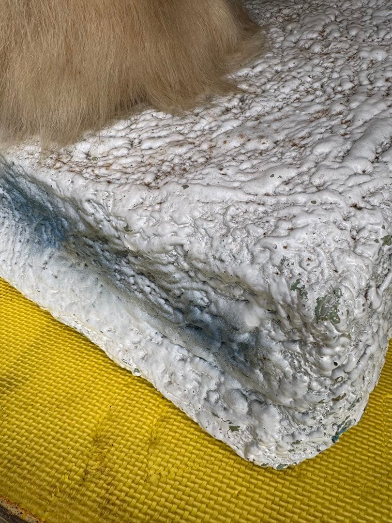 白熊剥製レプリカ