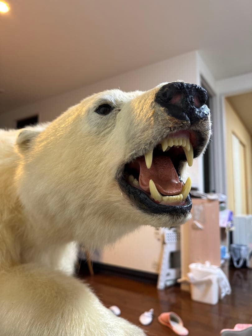 白熊剥製レプリカ