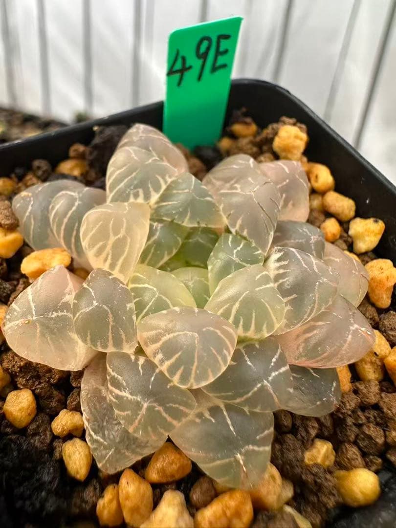 49E 多肉植物 ハオルチア 姫オブツーサ錦糊斑