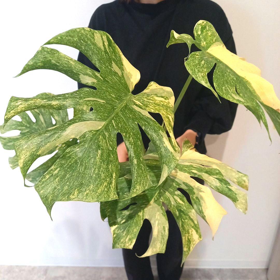 超絶希少 モンステラ デリシオーサ グリーンスノー