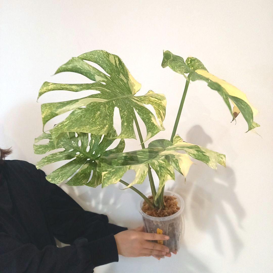 超絶希少 モンステラ デリシオーサ グリーンスノー
