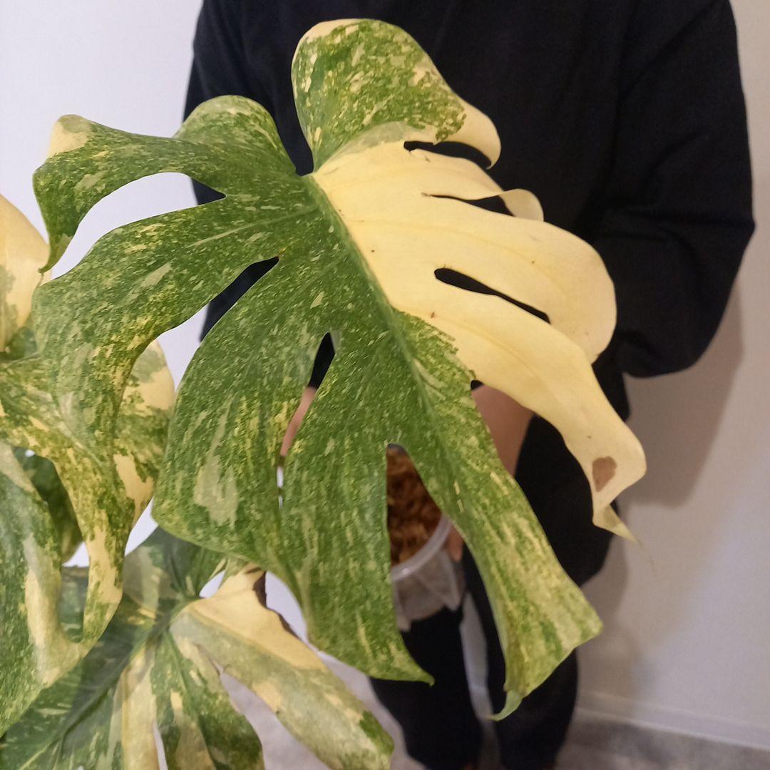 超絶希少 モンステラ デリシオーサ グリーンスノー
