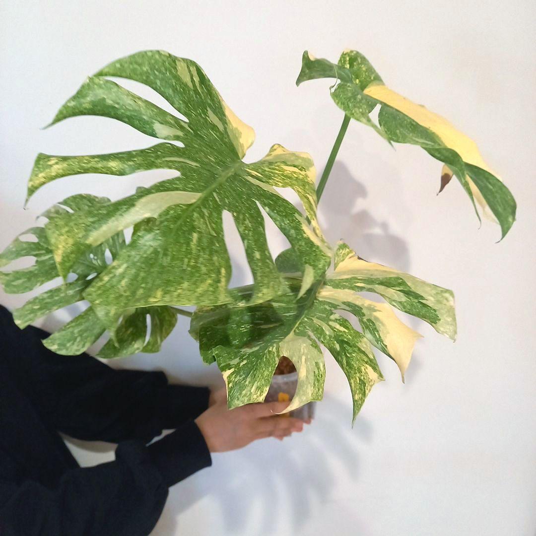 超絶希少 モンステラ デリシオーサ グリーンスノー