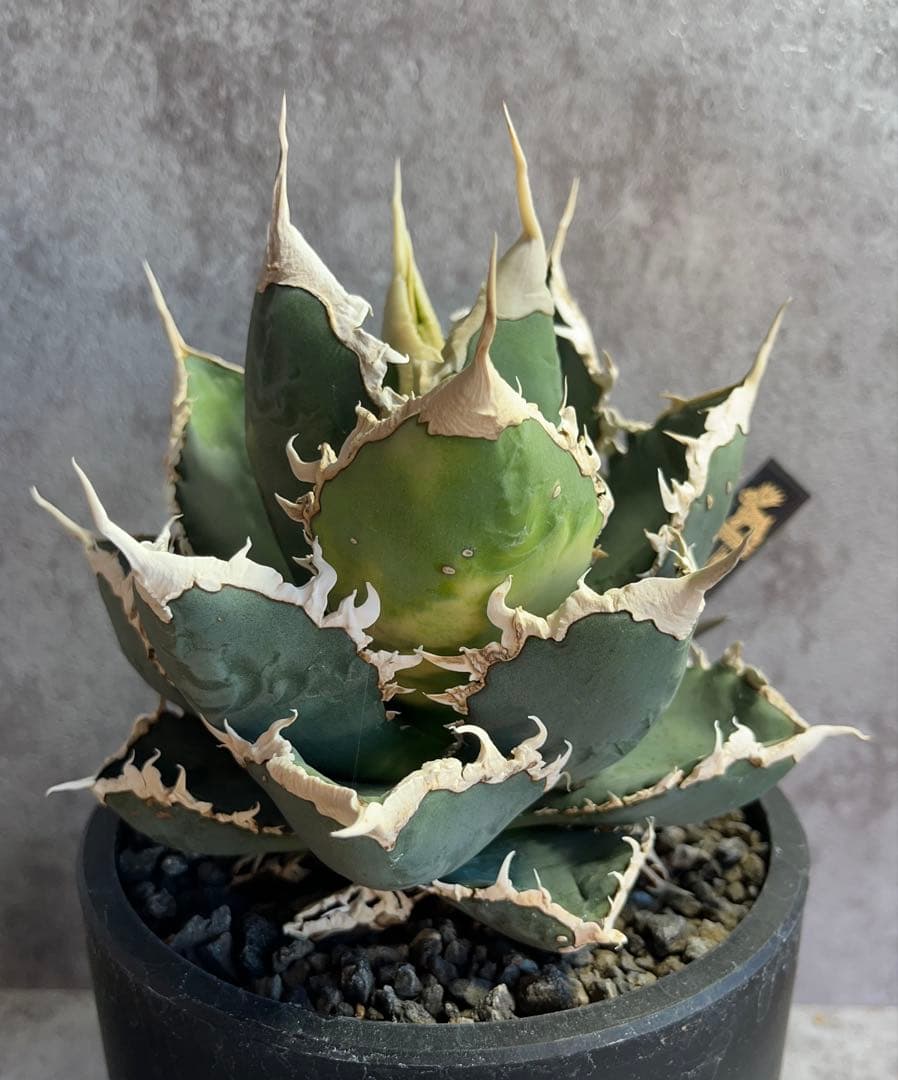 アガベ　チタノタ　狼人　大株　美株　タグ付き