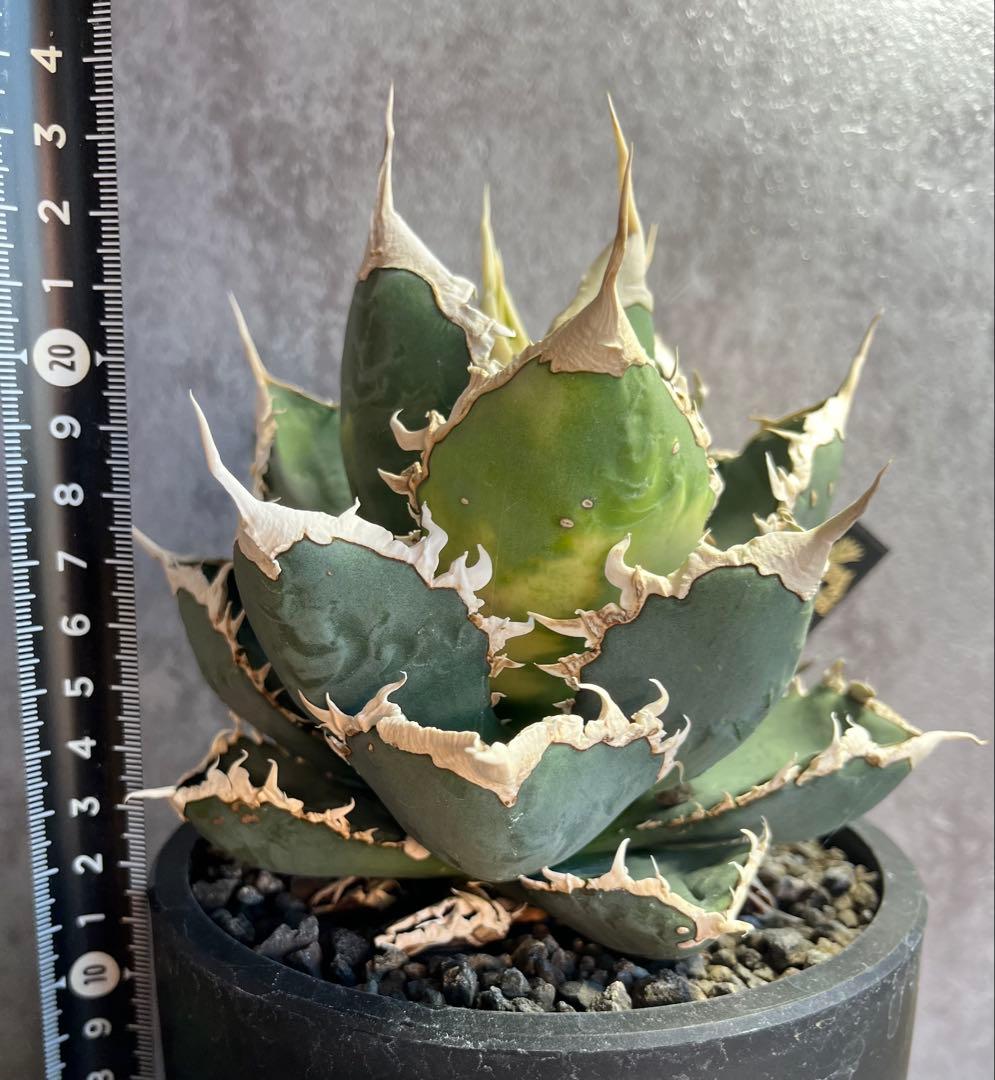 アガベ　チタノタ　狼人　大株　美株　タグ付き