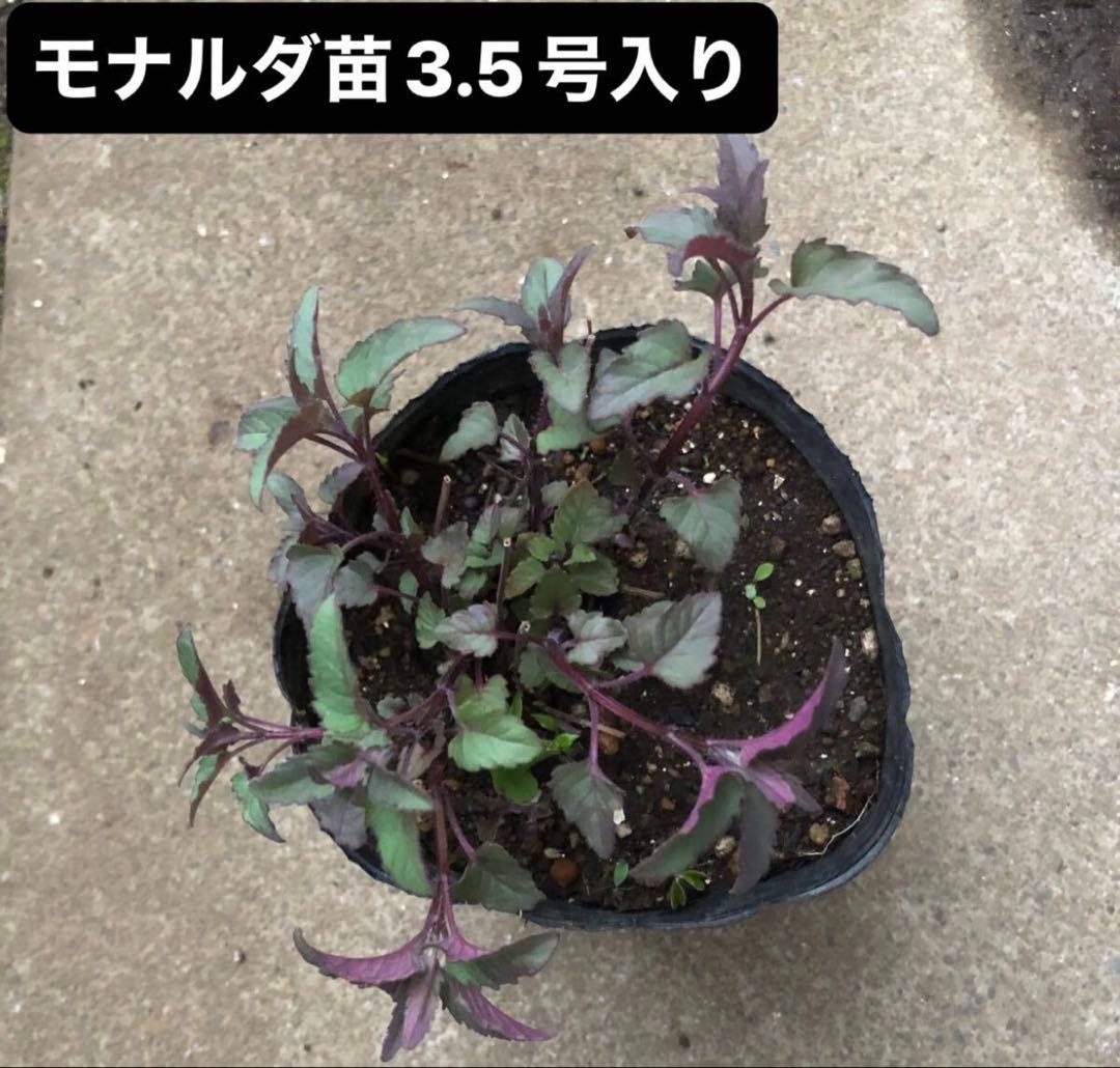 ティアレア　苗1株　シルベラード　ティアレラ