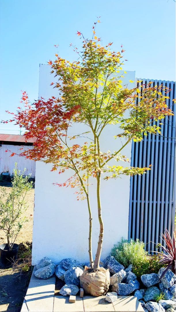 超逸品。イロハモミジ 自然樹系3.0M(鉢底から)