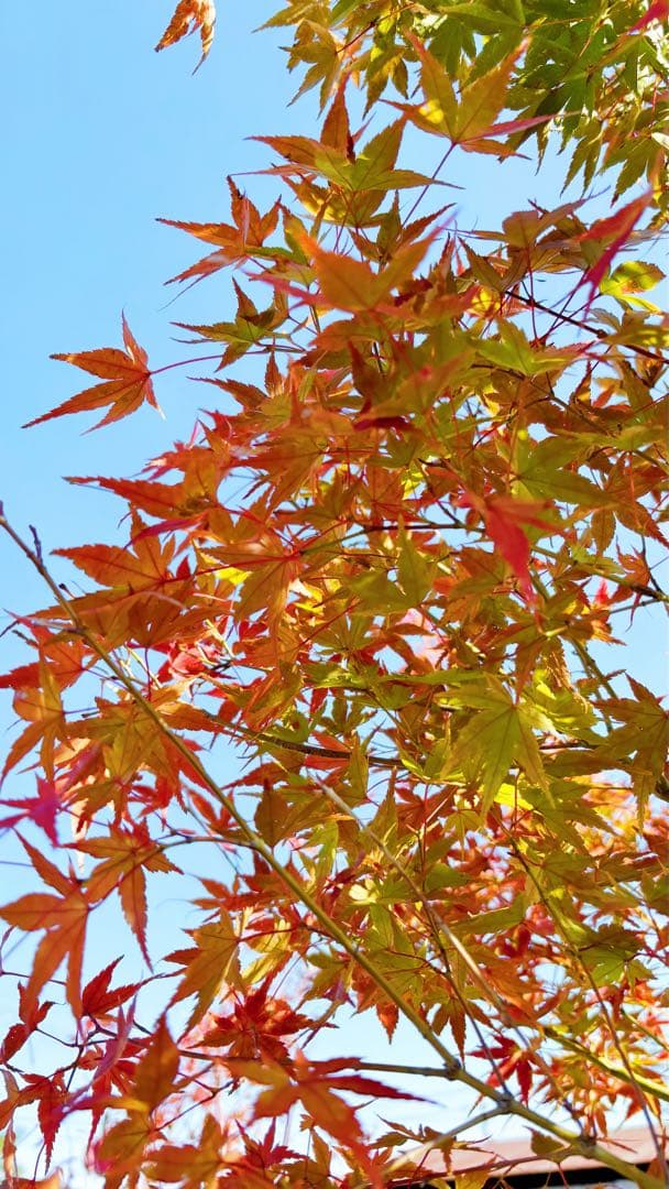 超逸品。イロハモミジ 自然樹系3.0M(鉢底から)