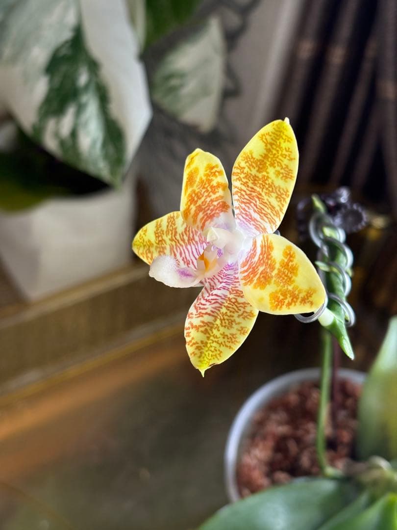 【良血統・強香開花株】原種交配種 洋蘭　洋ラン　胡蝶蘭