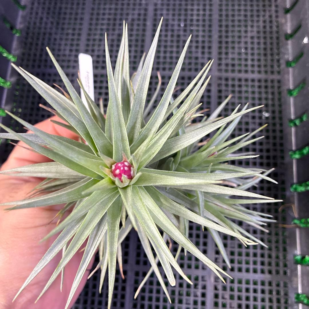 ブロメリア・エアープランツ T.aeranthos 'Midnight Blue Flower form'