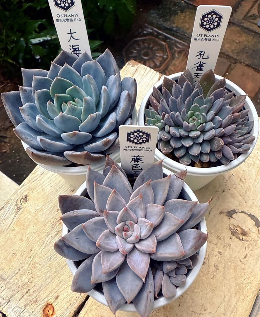 O'S PLANTS 　藤色天女　孔雀天女　大海天女　３苗セット　札付き　命名株