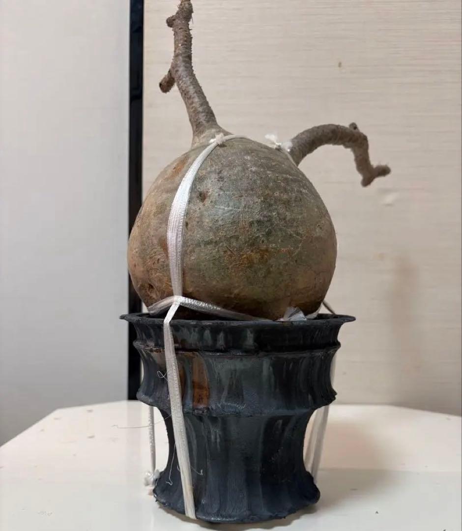 発根済 大株グラキリス／12月15日発根確認／芽吹き・蕾あり