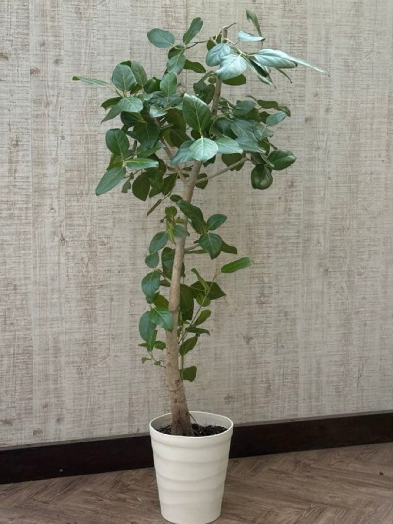 フィカスベンガレンシス♪ 143cm♪ 太幹曲がり リビングサイズ♪