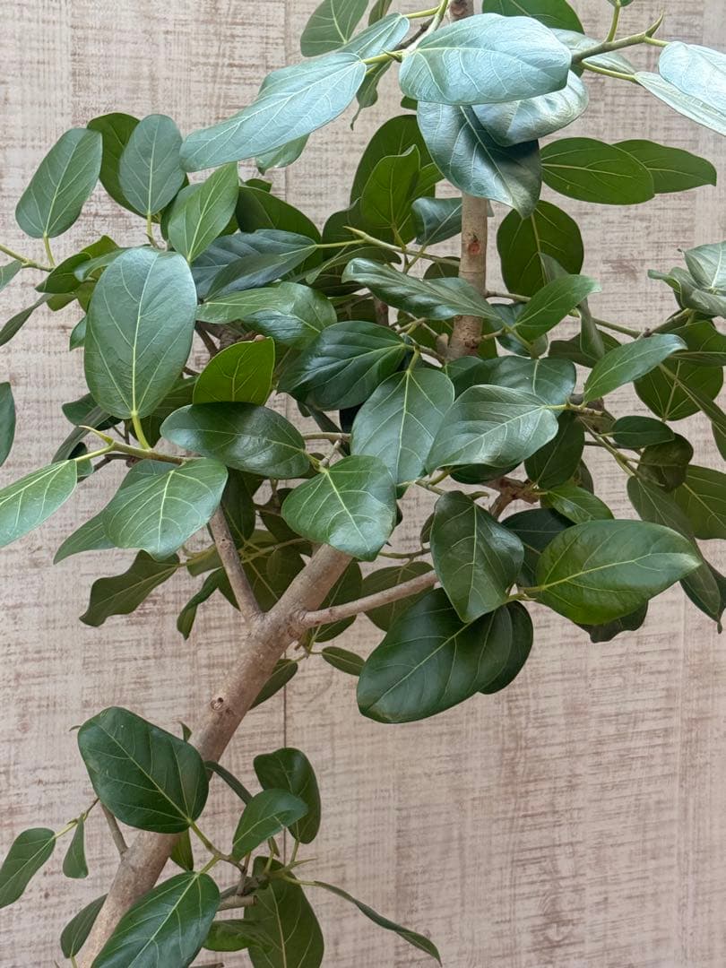 フィカスベンガレンシス♪ 143cm♪ 太幹曲がり リビングサイズ♪