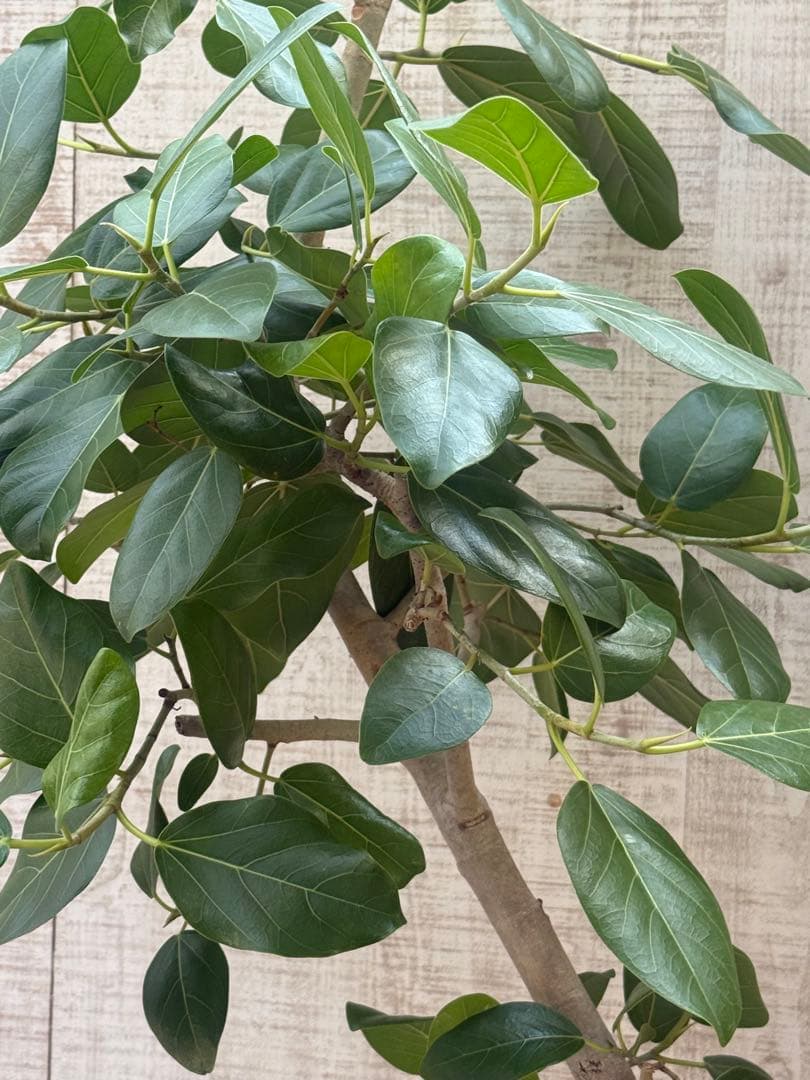 フィカスベンガレンシス♪ 143cm♪ 太幹曲がり リビングサイズ♪