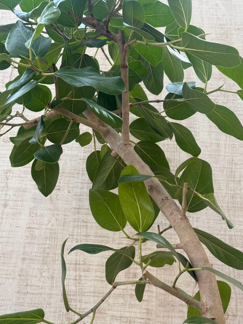 フィカスベンガレンシス♪ 143cm♪ 太幹曲がり リビングサイズ♪