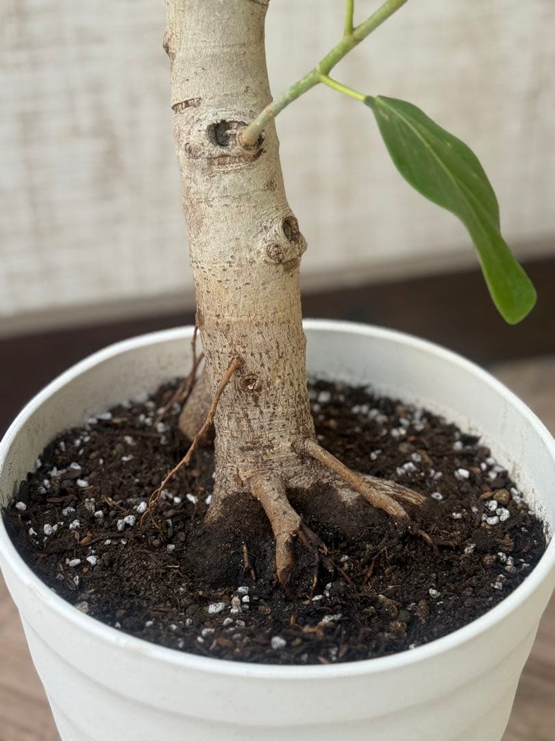 フィカスベンガレンシス♪ 143cm♪ 太幹曲がり リビングサイズ♪